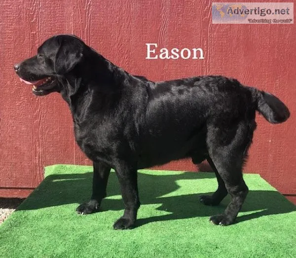 AKC English Labrador Stud Service