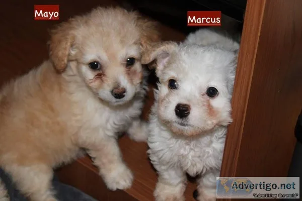 Maltipoo puppies