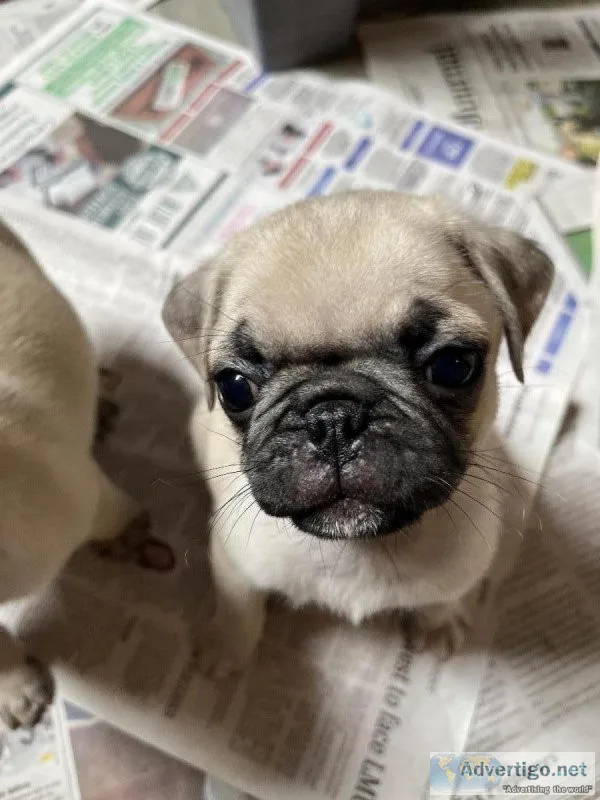 CKC male pug
