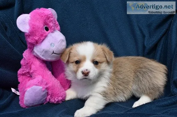 Pembroke Welsh Corgi Puppies