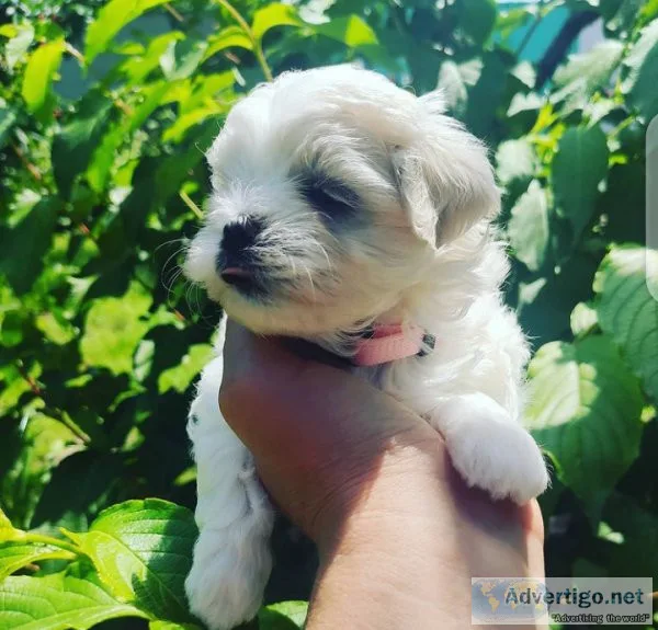 Pet