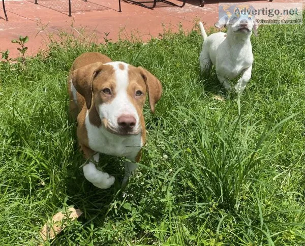 Beautiful females puppies