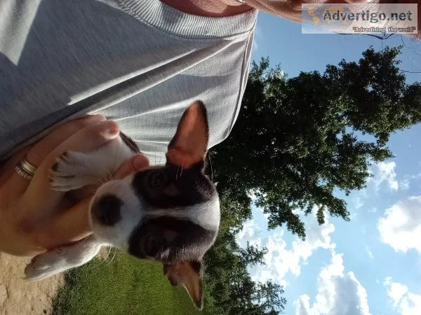 Chihuahua Puppy