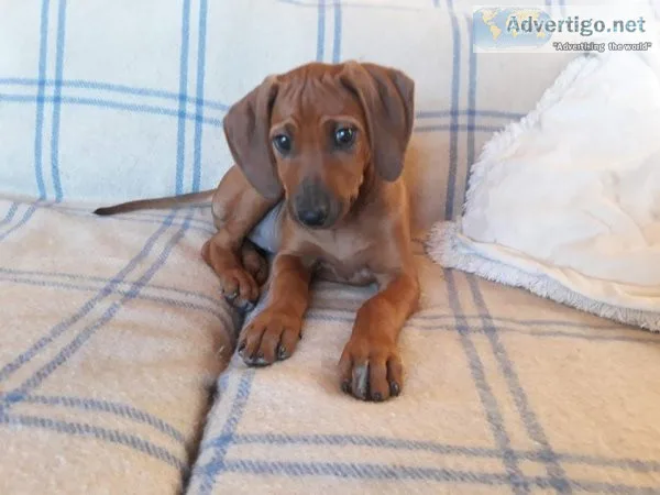 Rhodesian Ridgeback Puppies