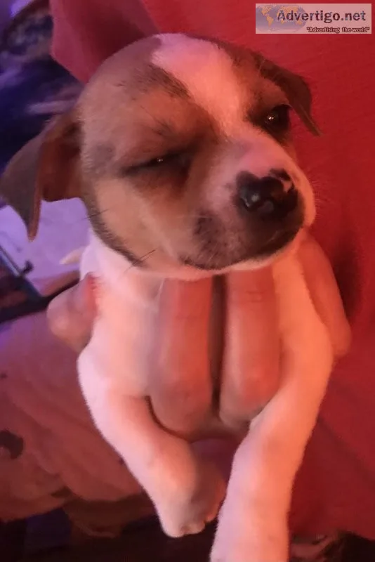 Teacup chihuahua 1 left