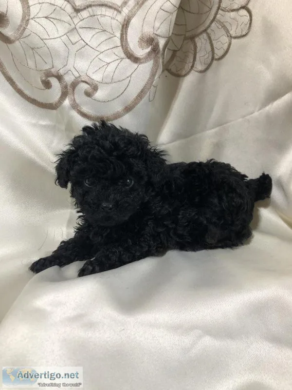 Tiny Teacup Poodle