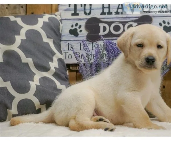 Labrador Retriever puppies