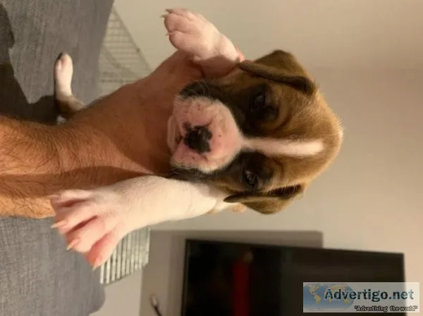 Boxer Puppies For Sale