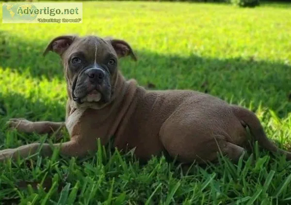 American BULLDOG GOING FAST