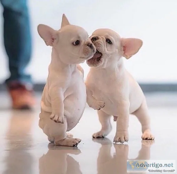 Lovely Vet Checked French Bulldog Puppies