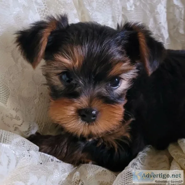 AKC Yorkie Puppies