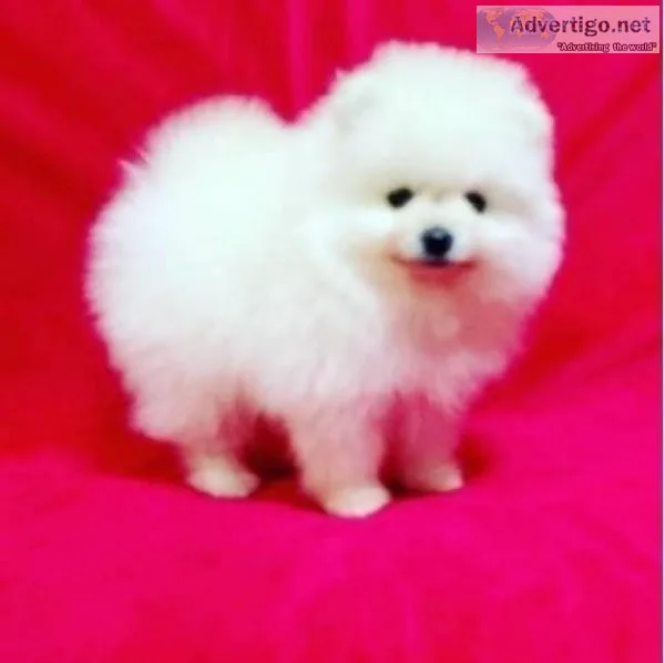 POMERANIAN PUPPIES AVAILABLE 1(727)859-1758