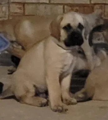 English Mastiffs