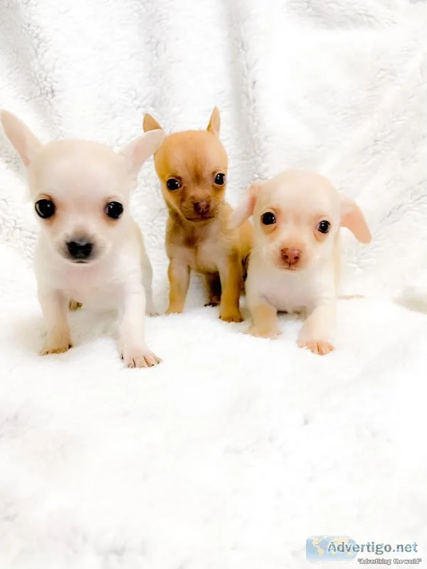CHIHUAHUA PUPPIES FOR SALE
