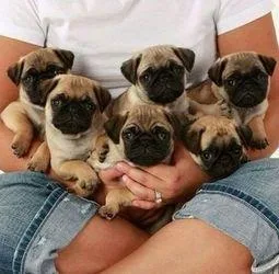 Fawn Pug Puppies