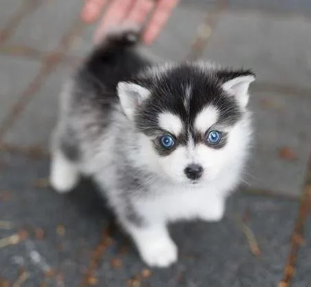Pomsky Puppies Available