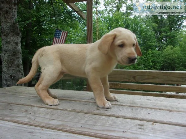 Labrador Retrievers