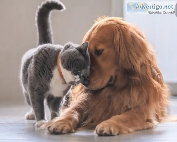 Pet products