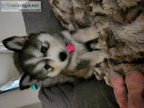 7 Week Old Blue Eyed Husky Puppies