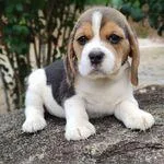 Beagle Puppies Available
