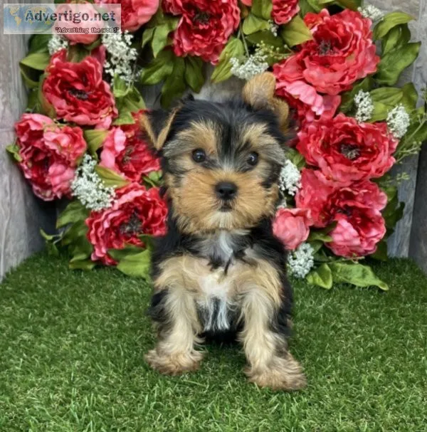 Yorkie Puppy