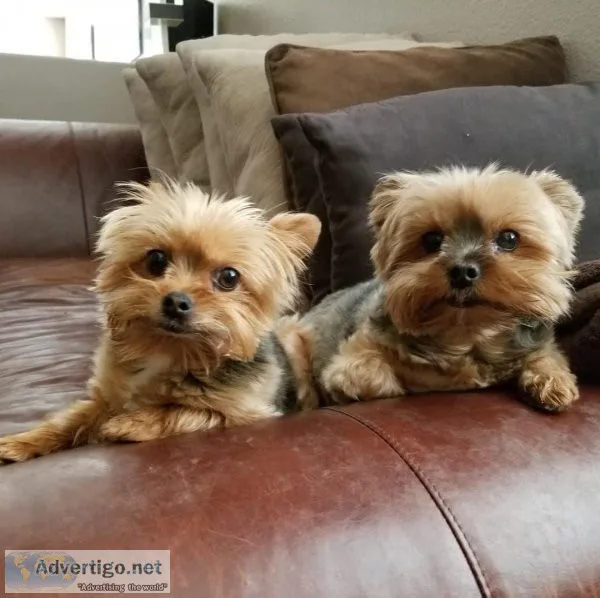 Adorable Yorkie puppies for sale