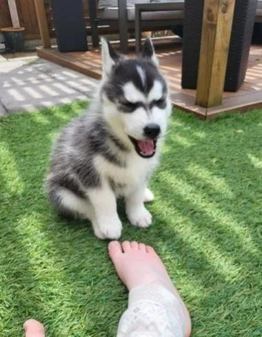 AKC registered Siberian husky puppies - Text 5017120904