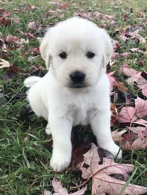 Healthy Cream Golden Retriever Puppies Nashville