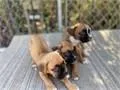 boxer americano purebred