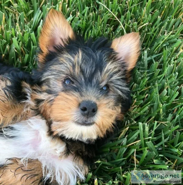 Cute And Lovely Yorkie Puppies For Adoption