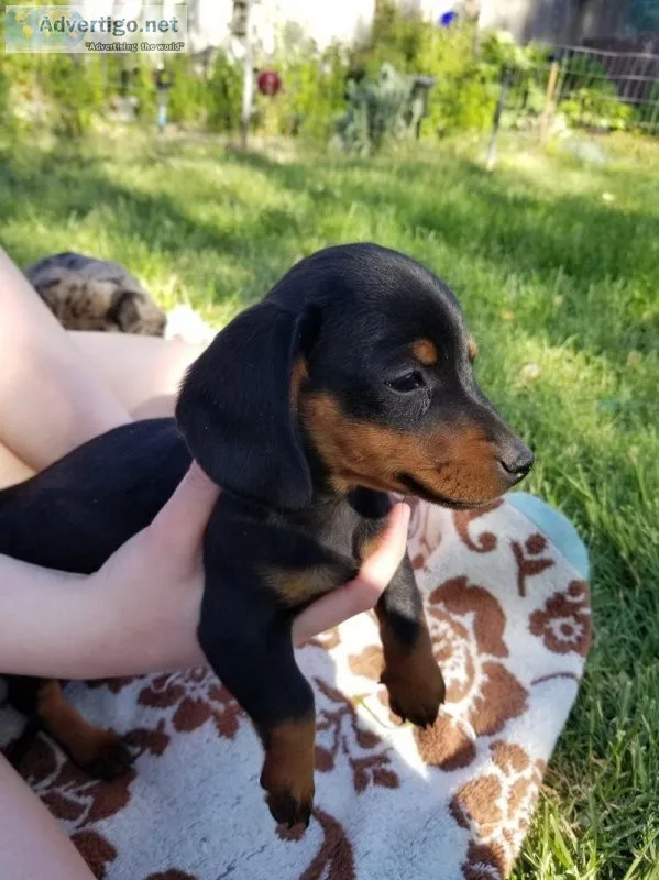 Dachshund Puppies Ready