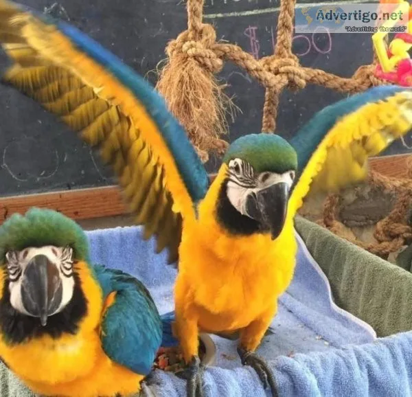 Cute Affordable Male And Female Macaw Parrots