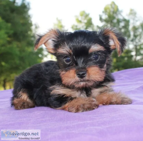 Yorkie available now
