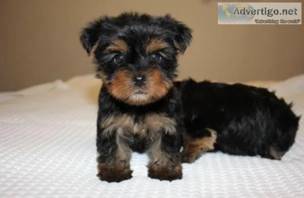 YORKIE