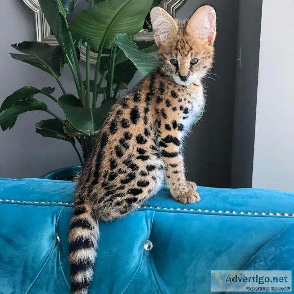 Adorable Serval and Savannah kittens.