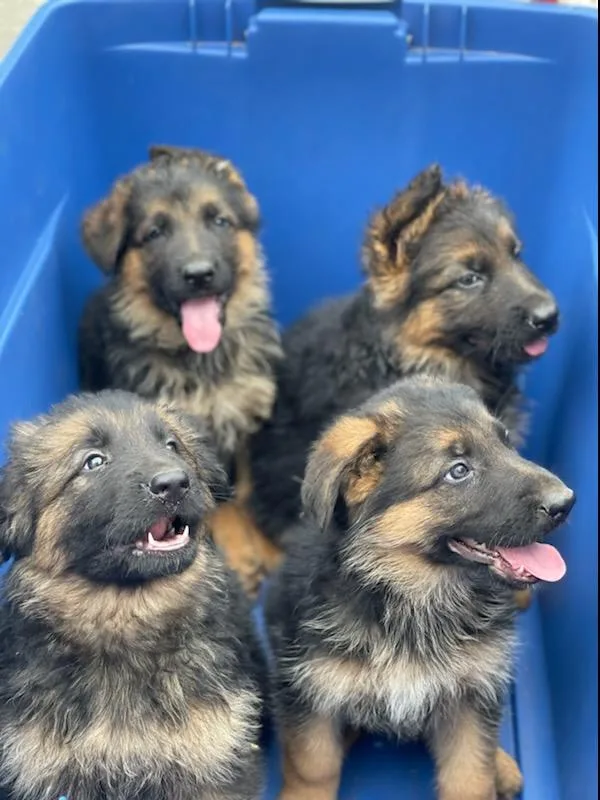 PURE BRED GERMAN SHEPHERD PUPPIES FOR SALE
