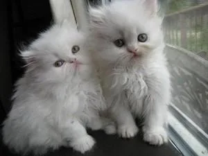 Cute Persian Kittens For Sale