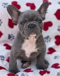 French Bulldog Puppies
