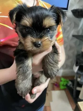 TEACUP YORKIE PUPPIES