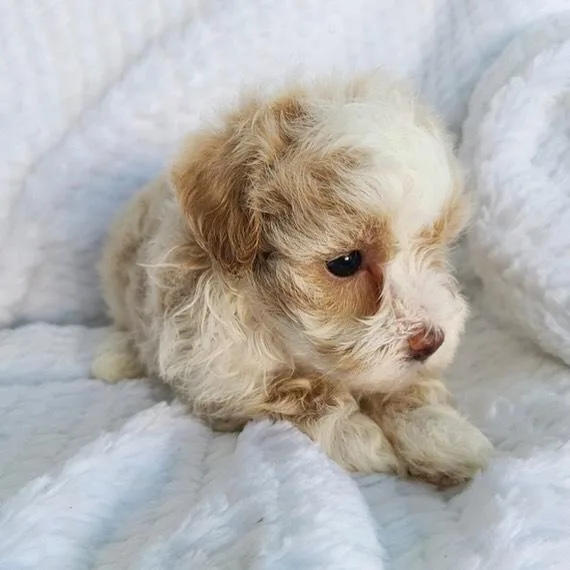 Miniature Maltipoo Puppies Available1(727)859 -1758