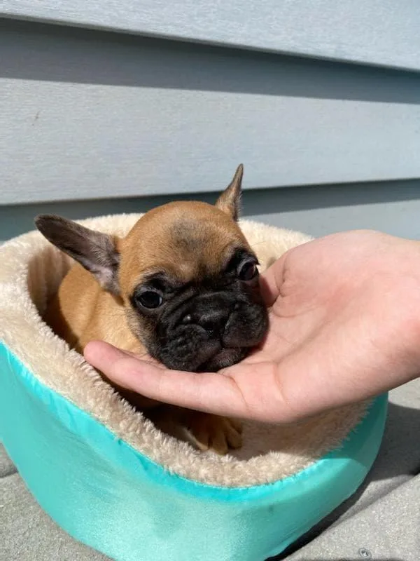 AKC French Bulldog Puppies