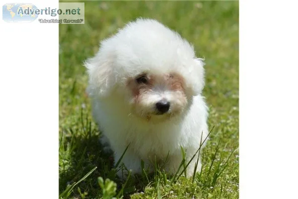Bichon Frise Puppies Available
