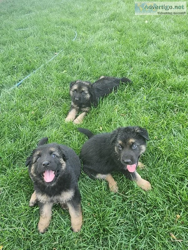 AKC REGISTERED GERMAN SHEPHERD PUPS