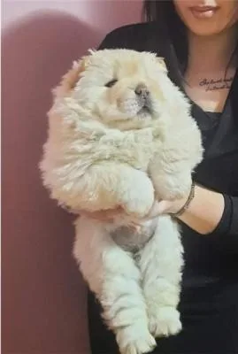 Beautiful Chow Chow puppies