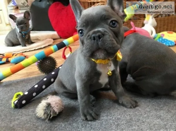 French Bulldogs Puppies