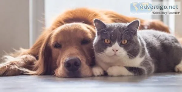 Pets and Their Needs