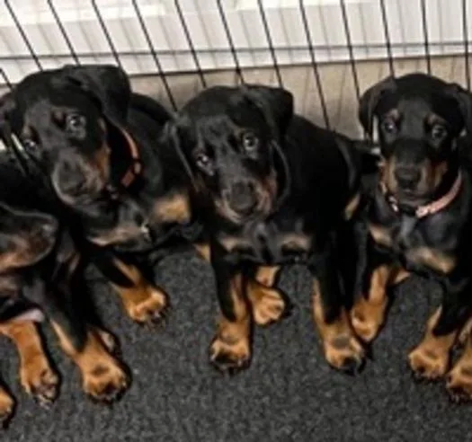 Outstanding Doberman puppies - Text 501)712-0904