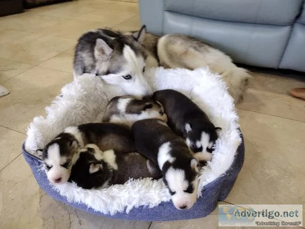 Husky puppies