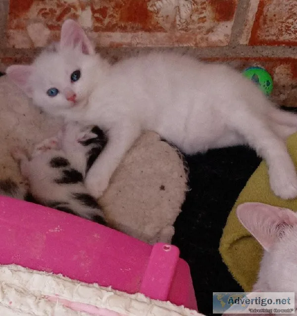 4 Free kittens to good homes