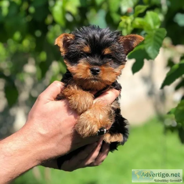rehoming yorkie puppy